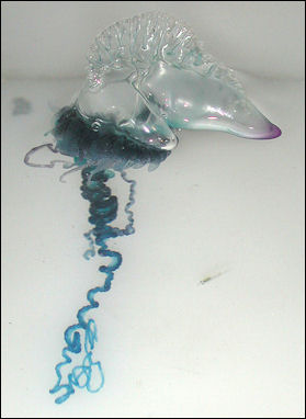20120518-jellyfishPortuguese_Man-O-War_(Physalia_physalis).jpg