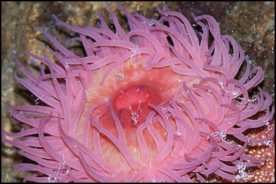 SEA ANEMONE, SEA URCHINS AND STARFISH | Facts and Details