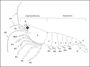 20120519-800px-Anatomy_of_a_shrimp_2.png