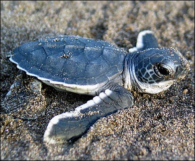 20120519-Baby_Sea_Turtle.jpg