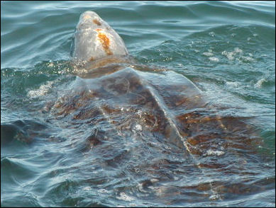20120519-Leatherback_sea_turtle_benson_swfsc.jpg
