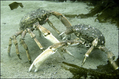 20120519-crabsSpider_Crabs_Fighting.JPG