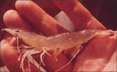 20120519-shrimp.jpg