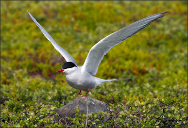 20120520-800px-Arctic_Tern.jpg