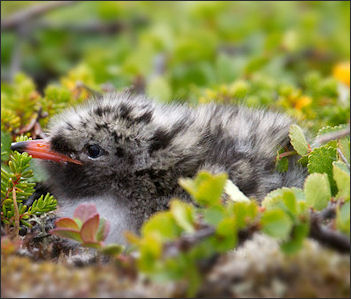 20120520-800px-Arctic_Tern_chick.jpg