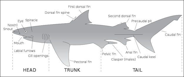20120520-800px-Parts_of_a_shark.svg.png