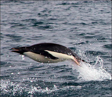 20120520-Penguin_flying.jpg
