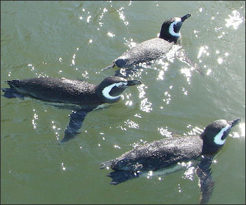 20120520-Pinguim-nadando-DSC08887.JPG