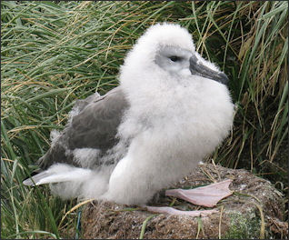 20120520-albatross-Grey-headed_albatross_chick.jpg