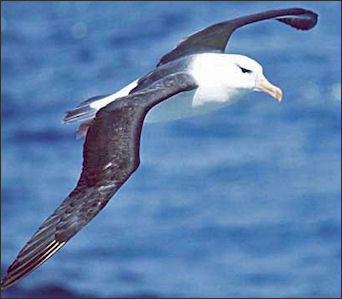 20120520-albatrossBlack-browed_albatross.jpg