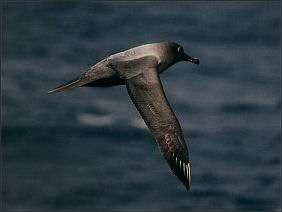 20120520-albatrossLight_sooty_albatross_flying.jpg