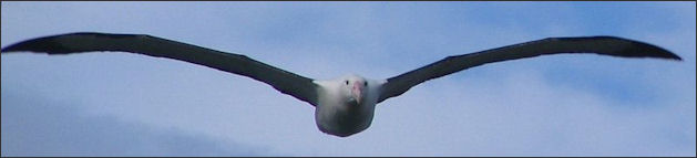 20120520-albatrossNorthern_Royal_Albatross2_Sept_2007.jpg