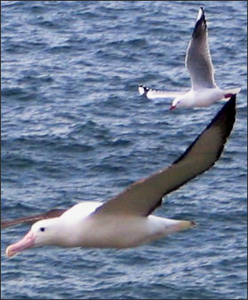20120520-albatrossNorthern_Royal_Albatross_with_Red-billed_Gull_Taiaroa.jpg
