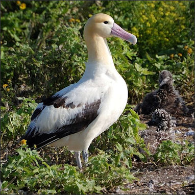 20120520-albatrossShort_tailed_Albatross1.jpg