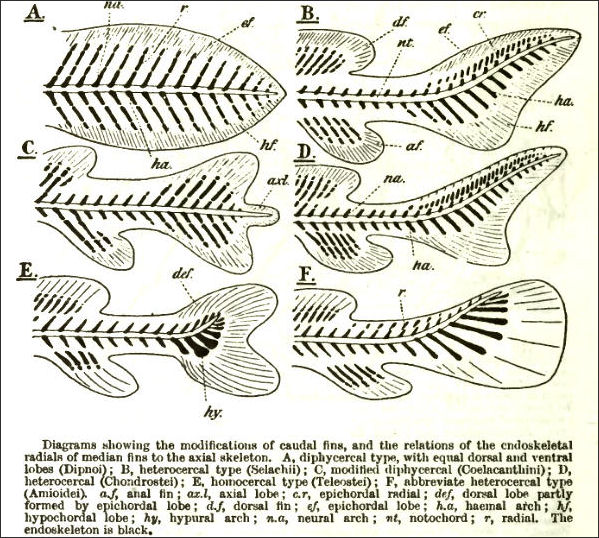 Fish Characteristics: Anatomy, Breathing, Digestion, Speed, Biting Power