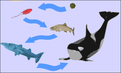 20120521-424px-FoodChain.svg.png