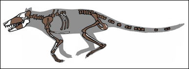 20120521-800px-Pakicetus_fossil.png