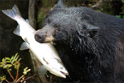 20120521-Black_bear_with_salmon.jpg