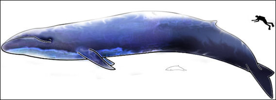 20120521-Blue_Whale_and_Hector_Dolphine_Colored.jpg