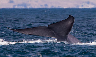 20120521-Blue_whale_tail.JPG