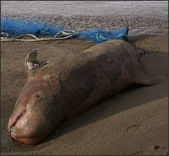 20120521-Dead_Rissos_Dolphin_on_Norwick_beach.jpg