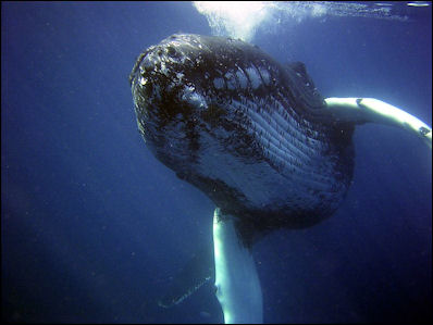 20120521-Humpback-whaleFlickr_-_NOAA_Photo_Library.jpg