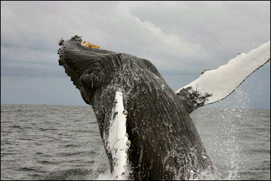 20120521-Humpback-whaleMegaptera_novaeanglia_jumping.jpg