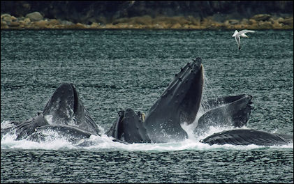 20120521-Humpback-whaleWhales_Bubble_Net_Feeding-edit1.jpg
