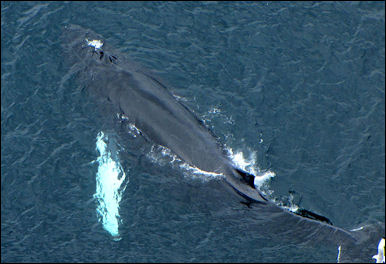 20120521-Humpback_Whale_blowholes.jpg