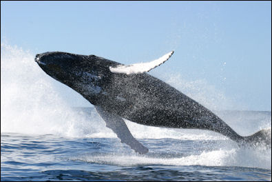20120521-Humpback_whale_jumping.jpg