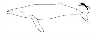20120521-Humpback_whale_size.png