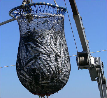 Types of Commercial Fishing and Nets: Trawling, Longlines, Purse