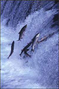 20120521-Salmon_jumping.jpg
