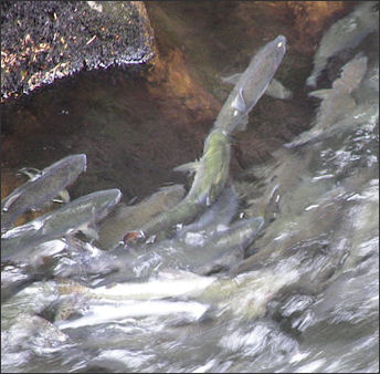 20120521-Salmon_swimming_upstream_in_Ketchikan_Creek_2.jpg