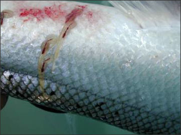 20120521-Sea_lice_on_salmon.jpg