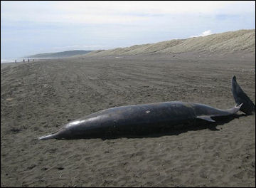 20120521-beached_whale_(Mesoplodon_grayi)_at_Port_Waikato.jpg