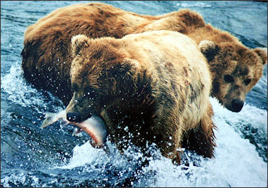 20120521-bears_and_salmon.JPG