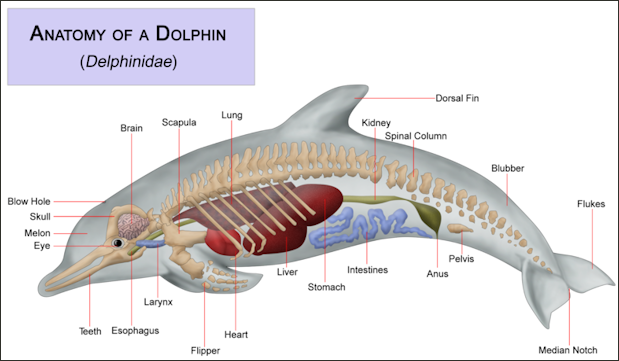 20120522-800px-Dolphin_anatomy.png
