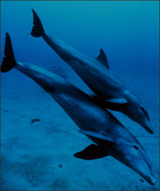 20120522-Bottlenose_dolphin_mother_and_juvenile.jpg