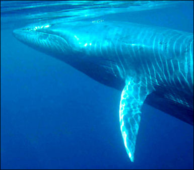 20120522-Brydes_whale.jpg