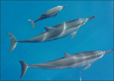 20120522-Dolphin_Family.jpg