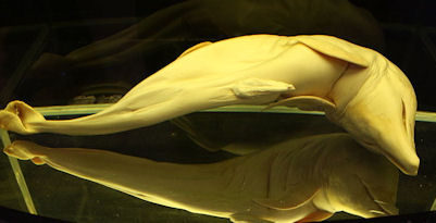 20120522-Dolphin_fetus.JPG
