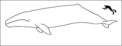 20120522-Gray_whale_size.png