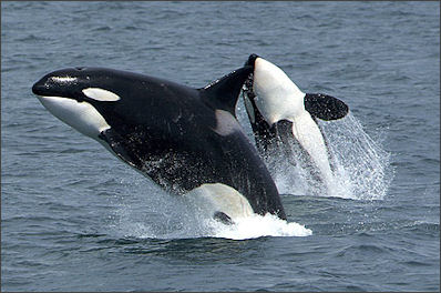 20120522-Killerwhales_jumping.jpg