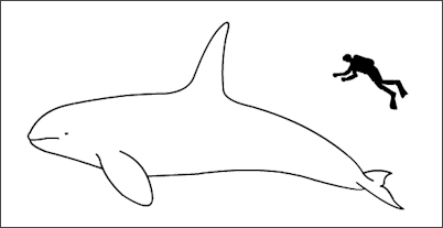 20120522-Orca_size.png