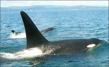 20120522-Orcas_-_Mama_and_babe.JPG