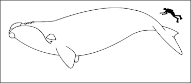 20120522-Right_whale_size.png