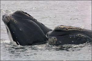 20120522-Rightwhales.jpg