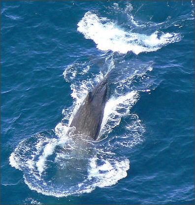 20120522-Sperm_whale_123.jpg