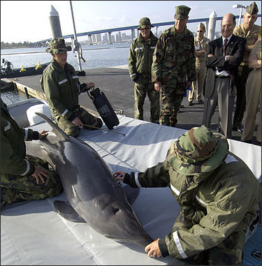 20120522-US_Navy_Sailors_assigned_to_EOD-1__Marine_Mammals.jpg